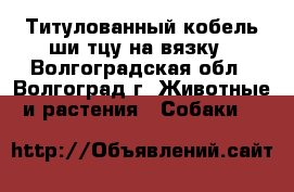 Титулованный кобель ши-тцу на вязку - Волгоградская обл., Волгоград г. Животные и растения » Собаки   